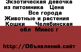 Экзотическая девочка из питомника › Цена ­ 25 000 - Все города Животные и растения » Кошки   . Челябинская обл.,Миасс г.